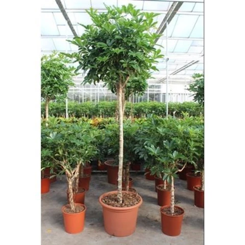 Шеффлера 55\260