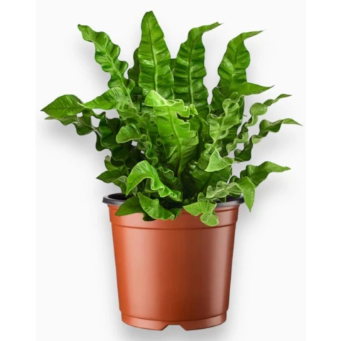 Асплениум 12\25