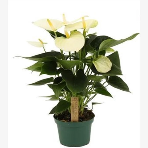 Антуриум белый цветонос 12\45