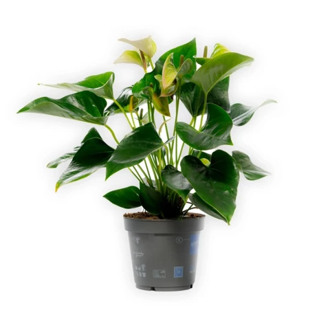 Антуриум белый цветонос 17\55