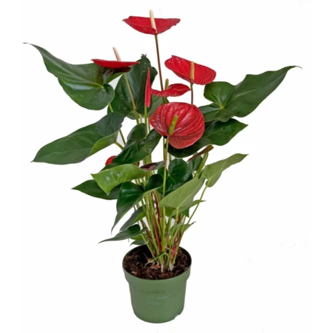 Антуриум Красный цветонос 17\55