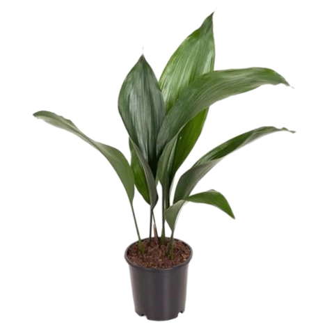 Аспидистра 13\50