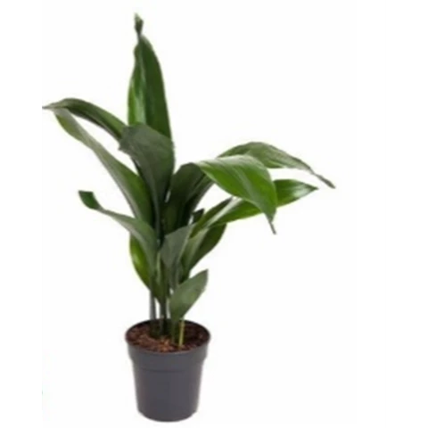 Аспидистра 15\60