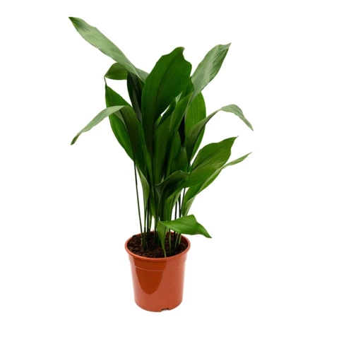 Аспидистра 19\80