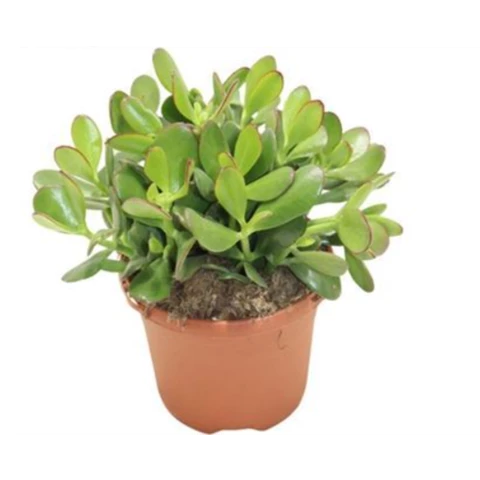 Толстянка Ovata 17\30