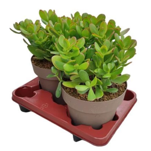 Толстянка Ovata 20\35