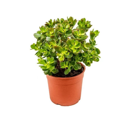 Толстянка Ovata 25\45