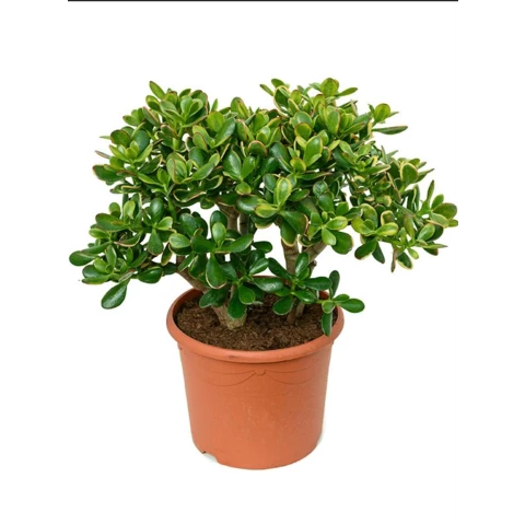 Толстянка Ovata Sunset 40\110