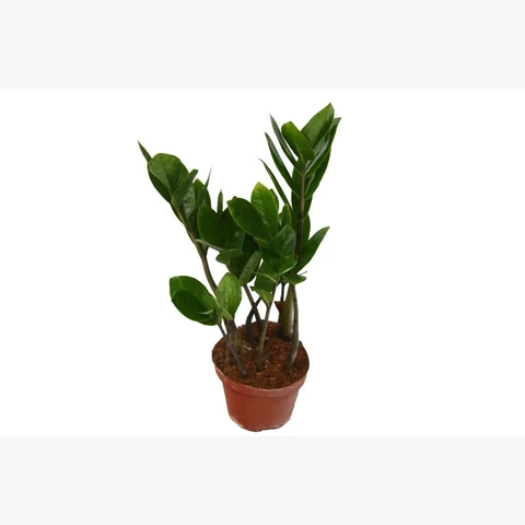 Замиокулькас 12\35