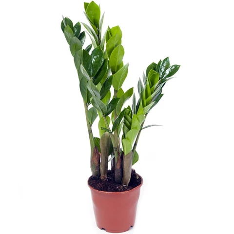 Замиокулькас 17\55