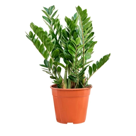 Замиокулькас 21\75