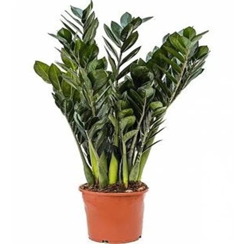 Замиокулькас 27\90