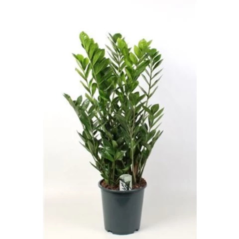 Замиокулькас 27\110