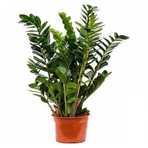 Замиокулькас 30\120