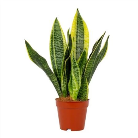 Сансевиерия Laurentii 12\27