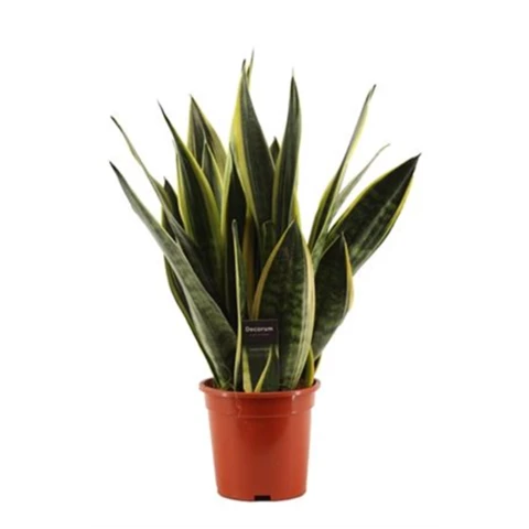 Сансевиерия Laurentii 17\60