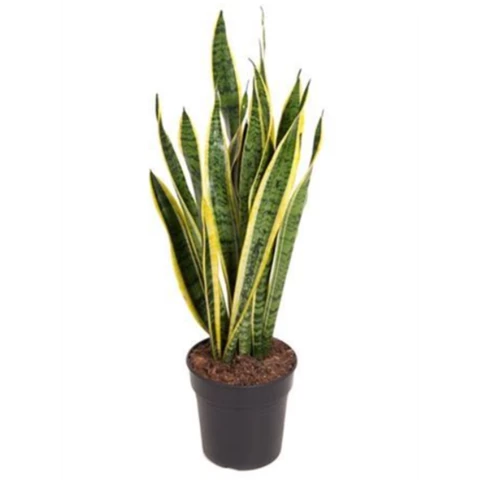 Сансевиерия Laurentii 21\65
