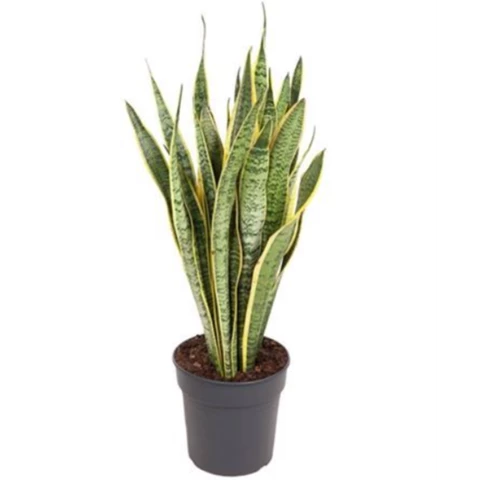 Сансевиерия Laurentii25\80