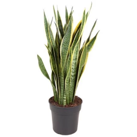 Сансевиерия Laurentii 27\90