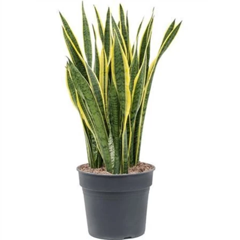 Сансевиерия Laurentii 30\100