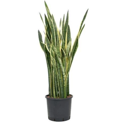 Сансевиерия Laurentii 33\110