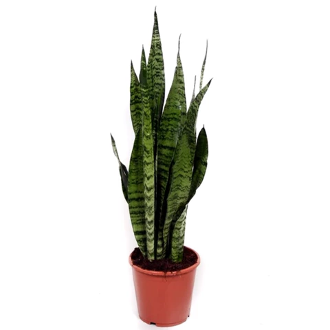 Сансевиерия Zeylanica 17\60