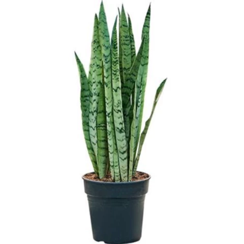 Сансевиерия Zeylanica 21\60