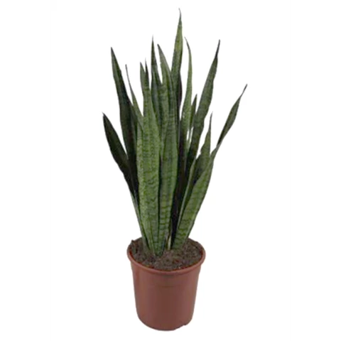 Сансевиерия Zeylanica 27\85