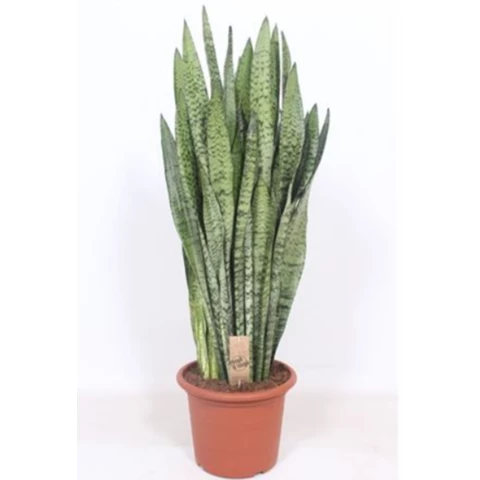 Сансевиерия Zeylanica 30\90