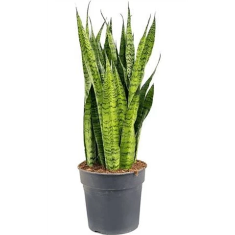 Сансевиерия Zeylanica30\ 1 10