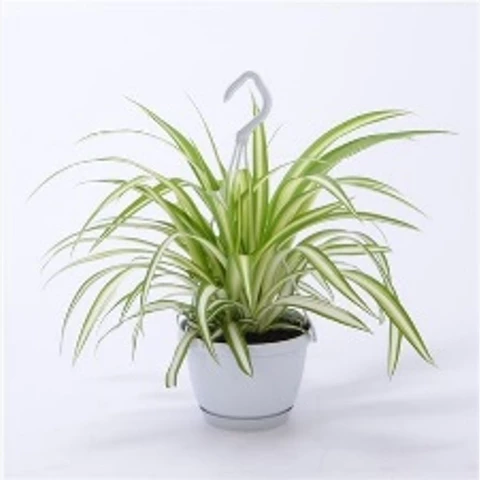 Хлорофиттум Variegatum 13\25