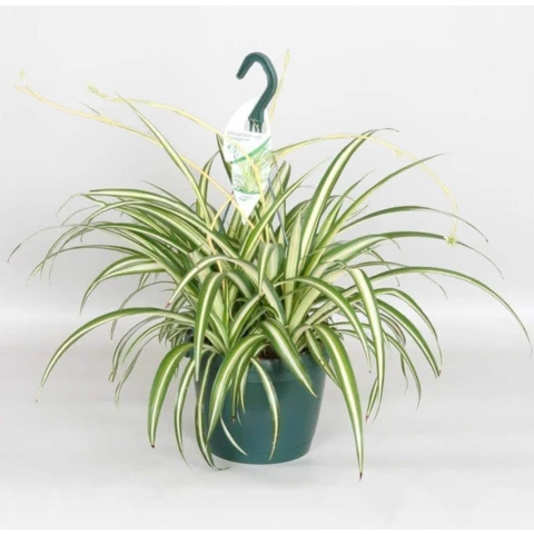 Хлорофиттум Variegatum 21\50