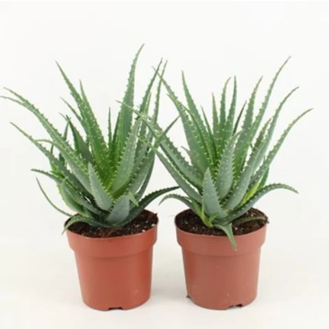 Алоэ Arborescens 12\26