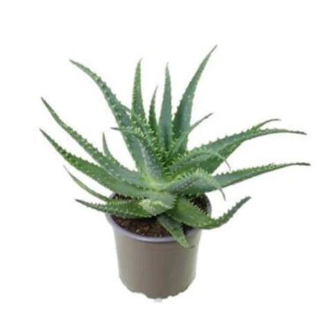 Алоэ Arborescens 17\40