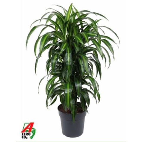 Драцена Hawai Sunsh 27\120