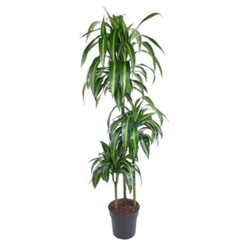 Драцена Hawai Sunsh 24\140