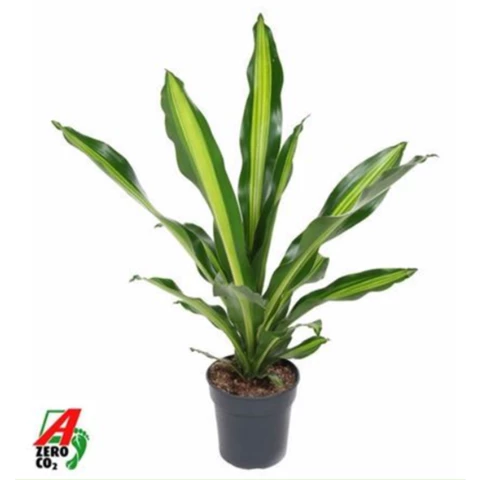 Драцена Frag Burley 21\80