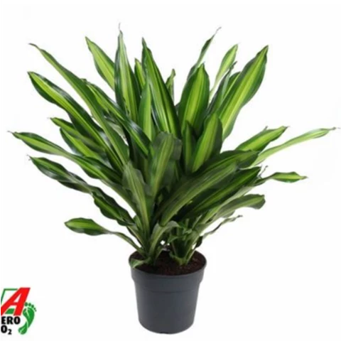 Драцена Frag Burley 34\110