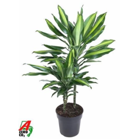 Драцена Frag Cintho 19\80