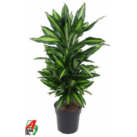 Драцена Frag Cintho 24\110