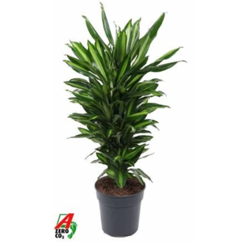 Драцена Frag Cintho 24\120