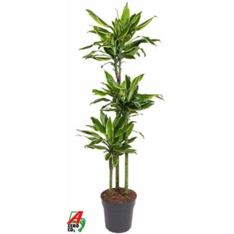 Драцена Frag Gold Coast 24\150