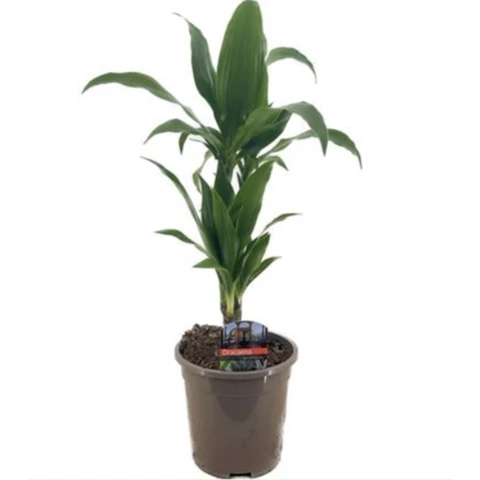 Драцена Frag Janet Craig Carrousel 17\70