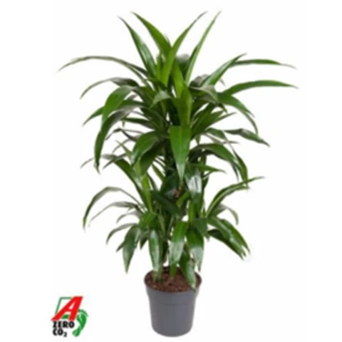 Драцена Frag Janet Craig Carrousel 21\100