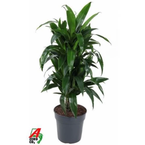 Драцена Janet Craig 24\110