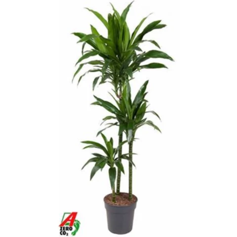 Драцена Janet Craig 24\160