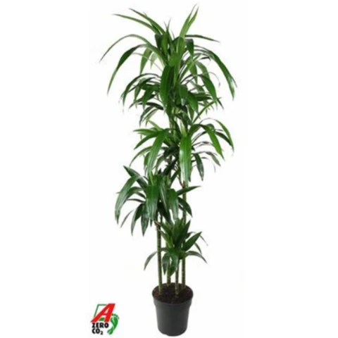 Драцена Janet Craig 27\190