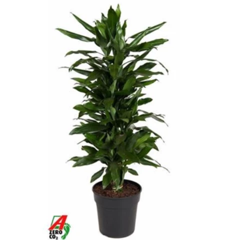 Драцена Janet Lind 27\120