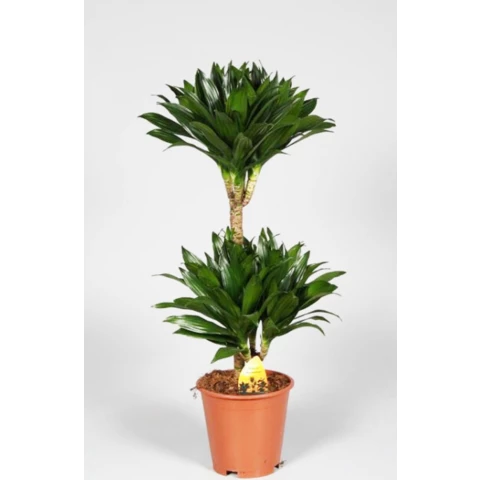 Драцена Compacta 17\55