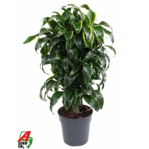 Драцена Dorado 24\100